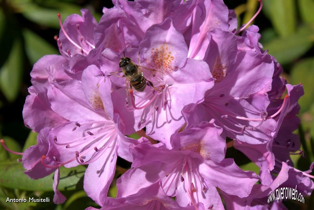 10 Flora e fauna.jpg